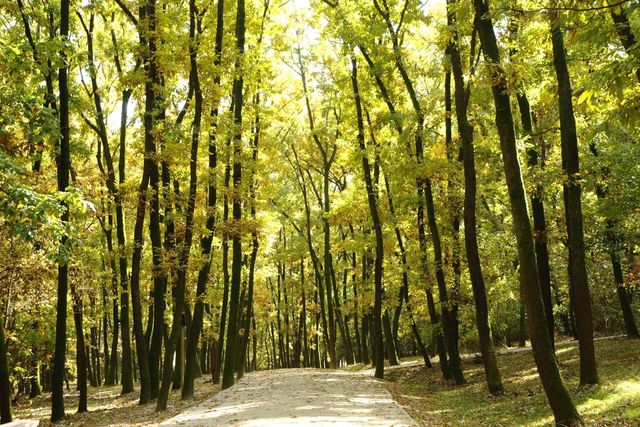 화성 융릉과 건릉 숲길