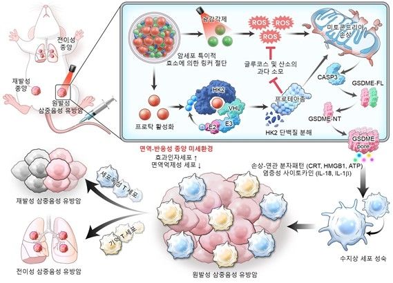 나노탁의 암 치료 기전 