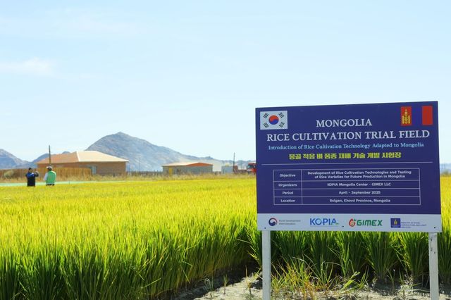 몽골서 재배 성공한 진부올벼