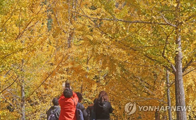 홍천 은행나무 숲