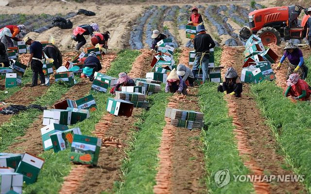 가을이 성큼…바빠진 농민 손길