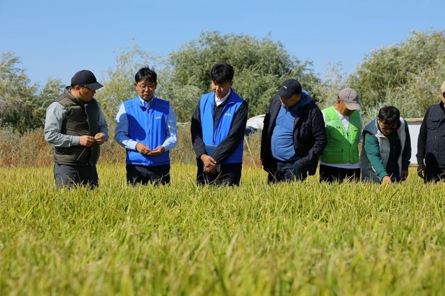 몽골 진부올벼 시험 포장