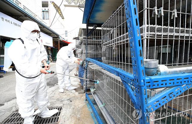 광주 한 재래시장 닭오리 판매업소에서 지난 5월 21일 조류인플루엔자 예방을 위해 긴급 방역이 진행되고 있다. [광주 북구 제공. 재판매 및 DB 금지]