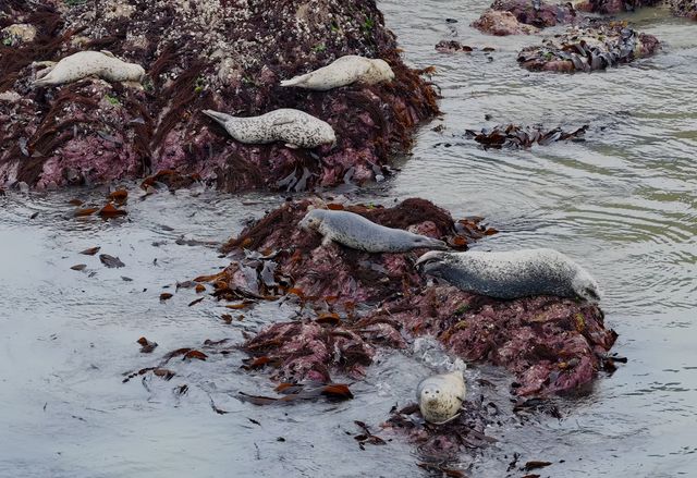 백령도 연안서 관찰된 점박이물범