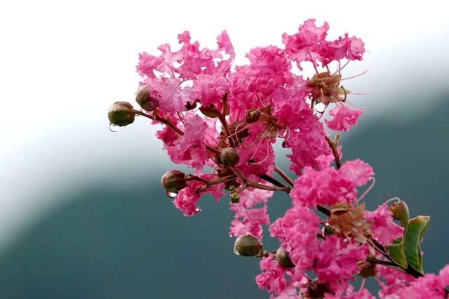 창녕 부곡 수성마을 배롱나무 만개