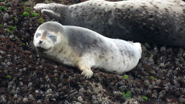 백령도 연안서 관찰된 점박이물범