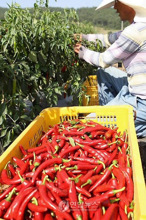 충남 태안군의 한 주민이 태양초 고추를 수확하고 있다.