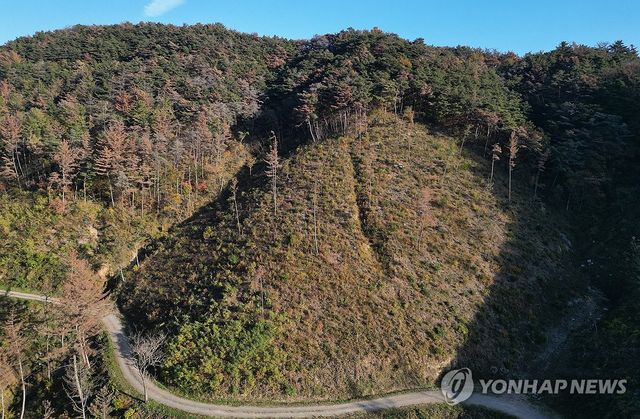 소나무재선충병