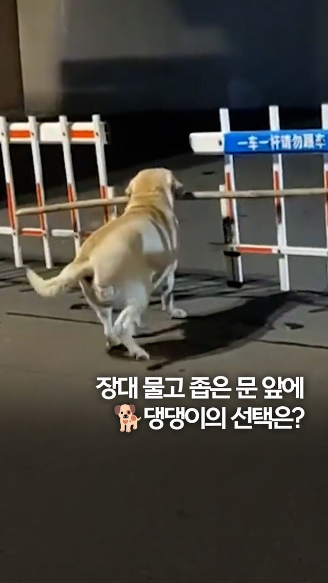 [쇼츠] 장대 물고 좁은 문 앞에…댕댕이의 선택은? - 2