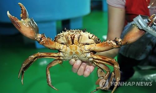 부산청게로 불리는 톱날꽃게