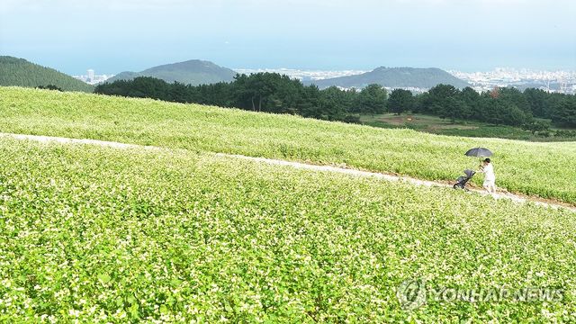 제주는 다시 메밀꽃 필 무렵
