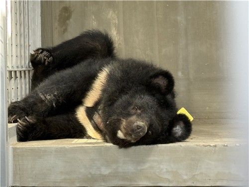 전남 구례군 '구례 곰 마루쉼터'에 입주한 곰. [환경부 제공. 재판매 및 DB 금지]