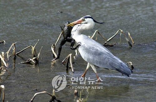 왜가리의 황소개구리 사냥