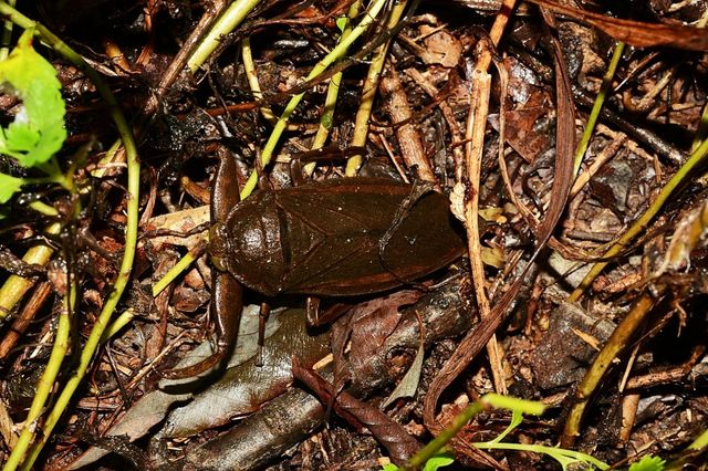 광릉숲에서 24년 만에 발견된 멸종위기 2급 '물장군'