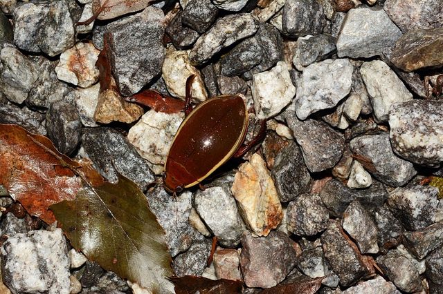 광릉숲에서 35년 만에 발견된 멸종위기 2급 '물방개'