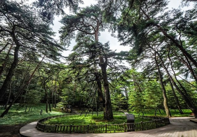 관음송 [사진/백승렬 기자]