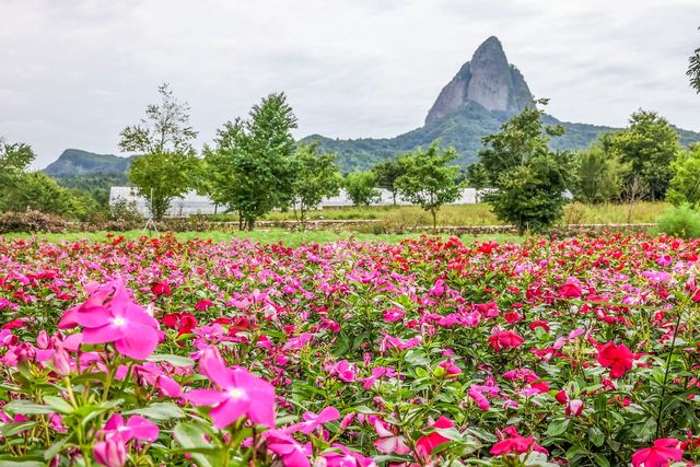 진안군 농업기술센터에서 바라본 마이산 [사진/백승렬 기자]