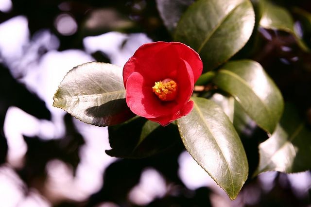 동백나무 꽃