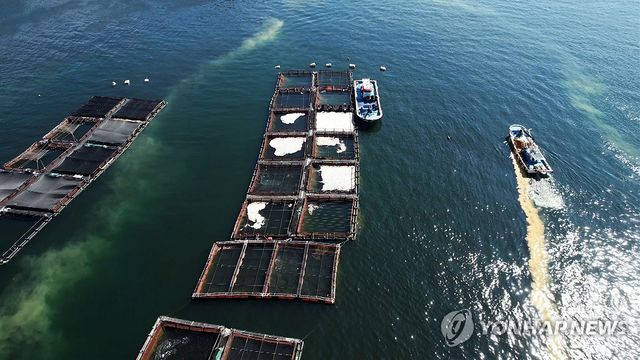 폐사 참돔 수거 현장