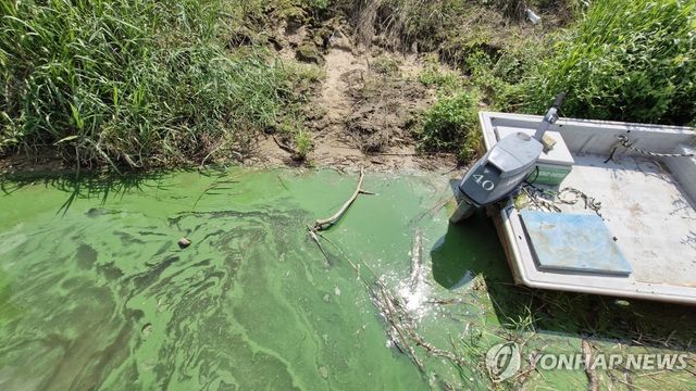 녹조 창궐한 낙동강