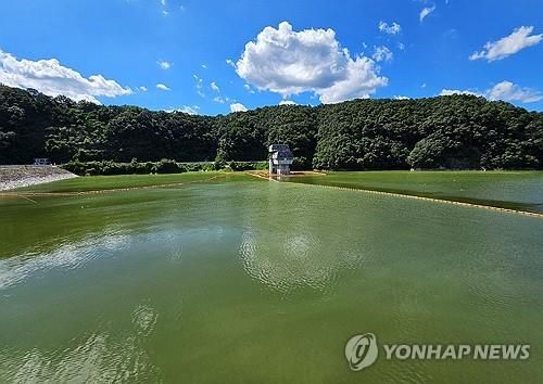 2024년 8월 30일 녹조 발생한 횡성댐 당시 모습