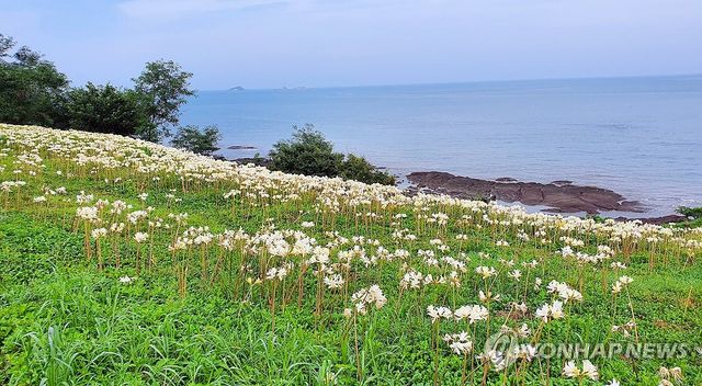 부안 마실길 수놓은 붉노랑상사화