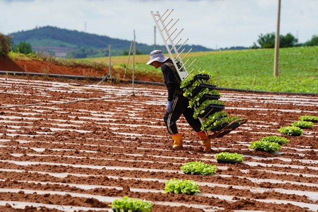 산이면 들녘 배추 정식