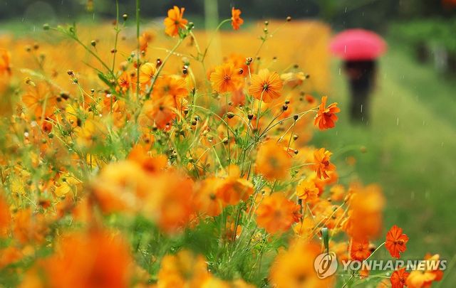 가을 재촉하는 비