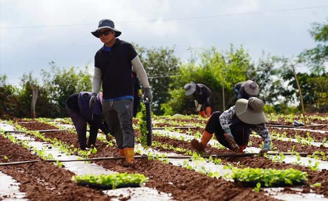 산이면 들녘 배추 정식하는 농민들