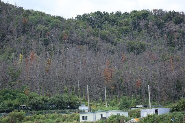 경북 포항 야산에 고사한 소나무