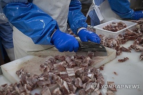 유럽산 돼지갈비 손질하는 중국 주방 인력