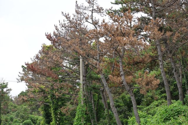 경북 포항 야산에 고사한 소나무