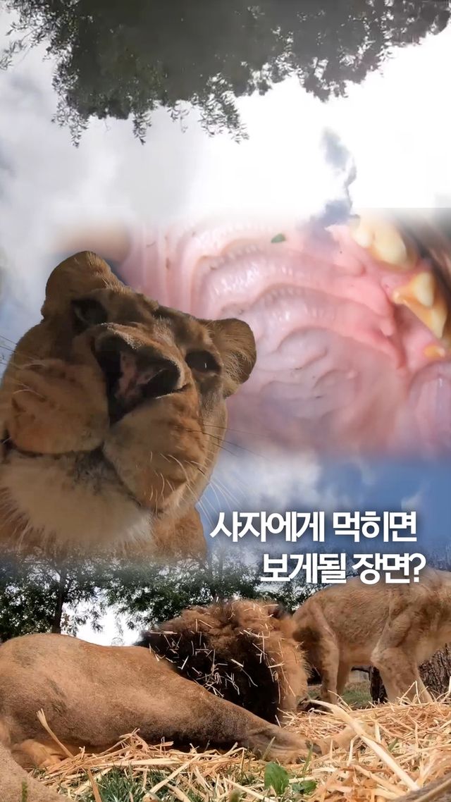 [쇼츠] 사자에게 먹히면 보게 될 마지막 장면? - 2