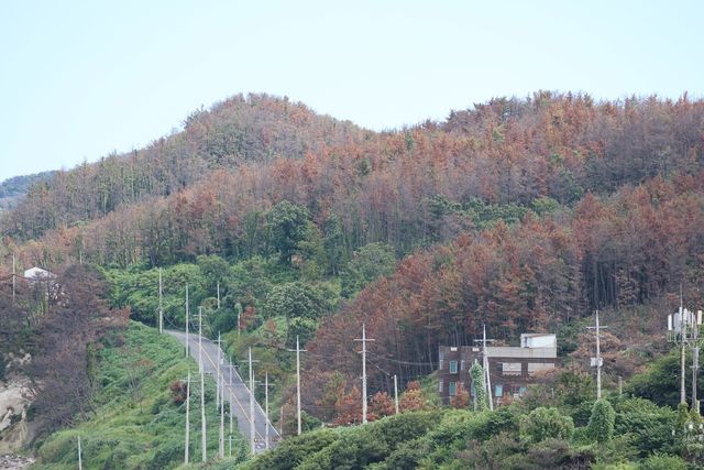 경북 포항 야산에 고사한 소나무