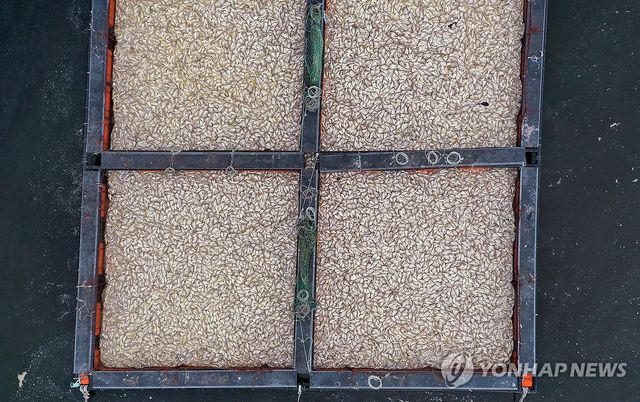 남해 양식장서 폐사한 참돔