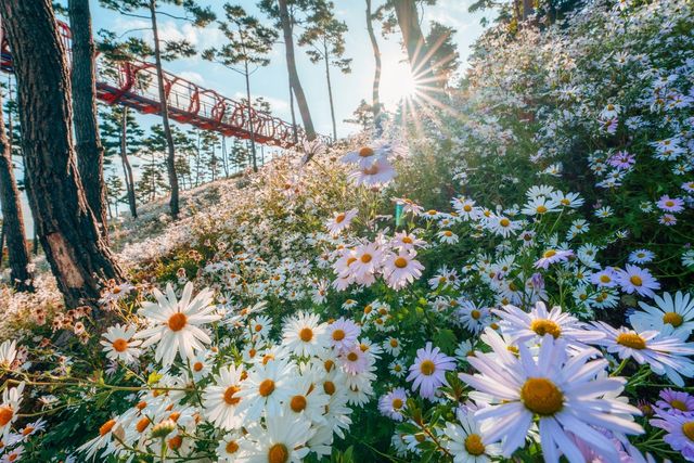 구절초 만개한 산청 동의보감촌