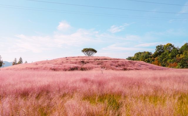 분홍빛 가을 합천 신소양체육공원