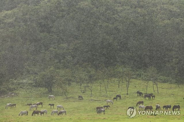 비 내리는 제주 산간