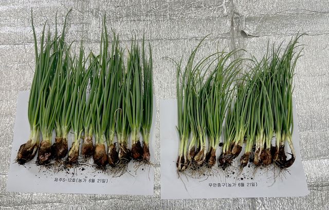 제주S-12호(왼쪽)와 재래종 쪽파