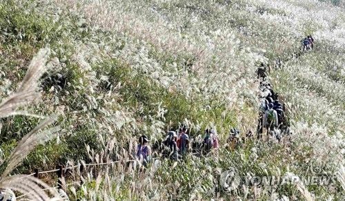 화왕산 억새 물결