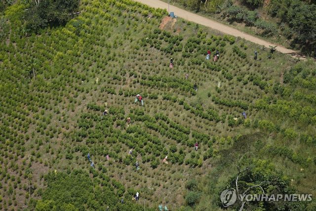 콜롬비아 코카 재배 농가