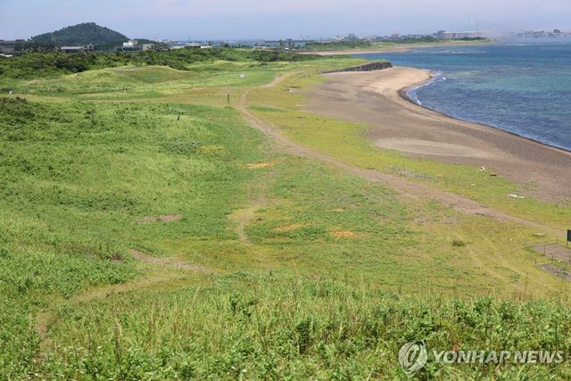 제주 신양 해안사구 식생