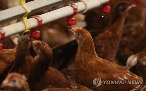 양계장에서 닭이 물을 먹고 있다.[연합뉴스 자료사진]