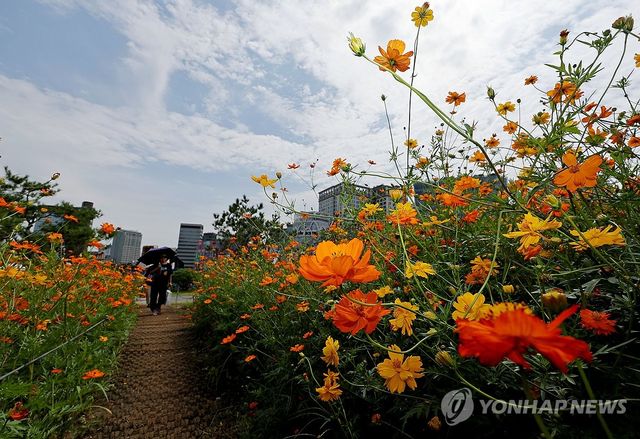 서울에 활짝 핀 황화코스모스