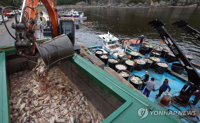 적조 비상…남해 폐사 참돔 수거