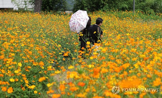 열린송현 녹지광장 황화코스모스