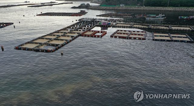 적조와 황토…폐사한 참돔