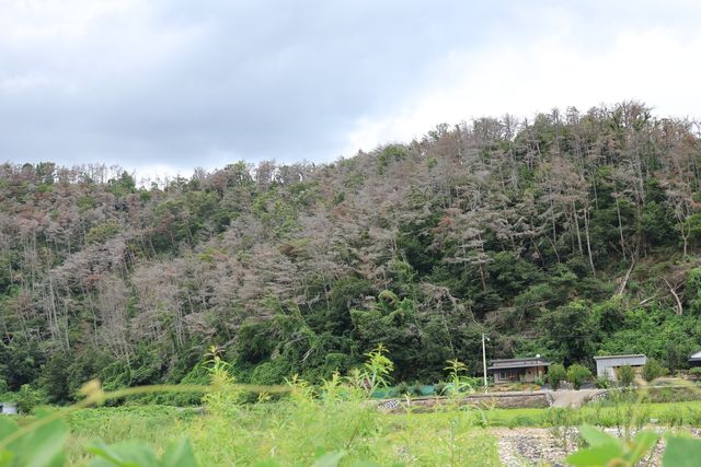 소나무재선충병에 걸린 나무