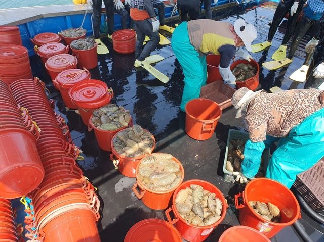 보령 장고도 어업공동체 해삼 채취 작업 모습