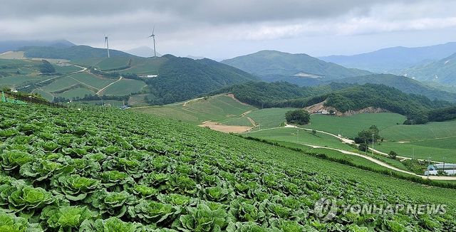 푸르름 더하는 강릉 안반데기 고랭지 배추밭